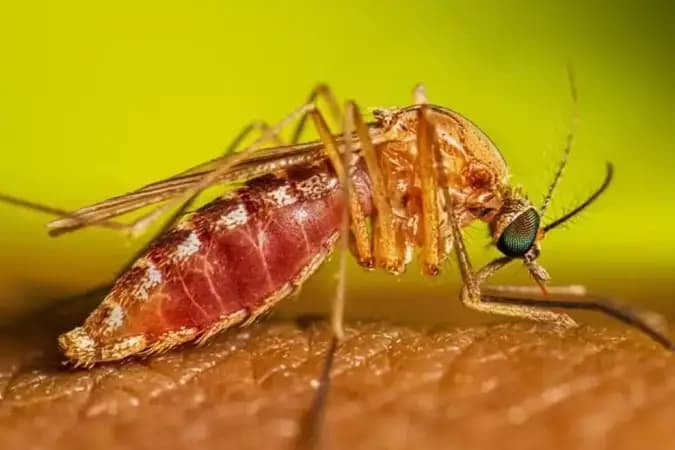 Febre do Nilo Ocidental: o que é infecção rara que tem casos no Brasil