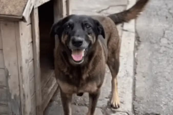 Cão Orelha não morreu por agressão de adolescentes, aponta perícia