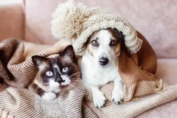 Senado aprova guarda compartilhada de pets em divórcios