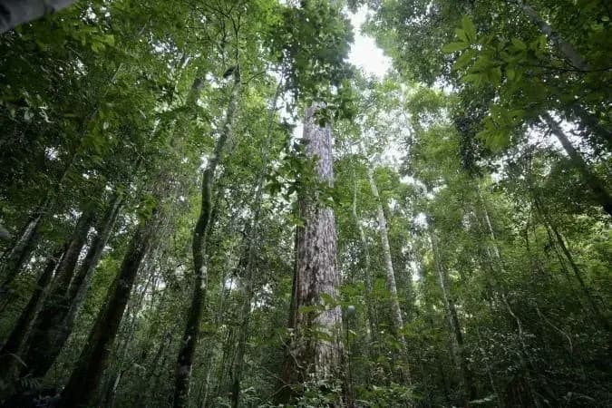 Brasil lidera queda do desmatamento mundial